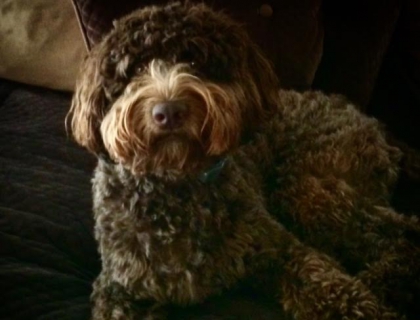smeraglia's teddy bear schnoodles